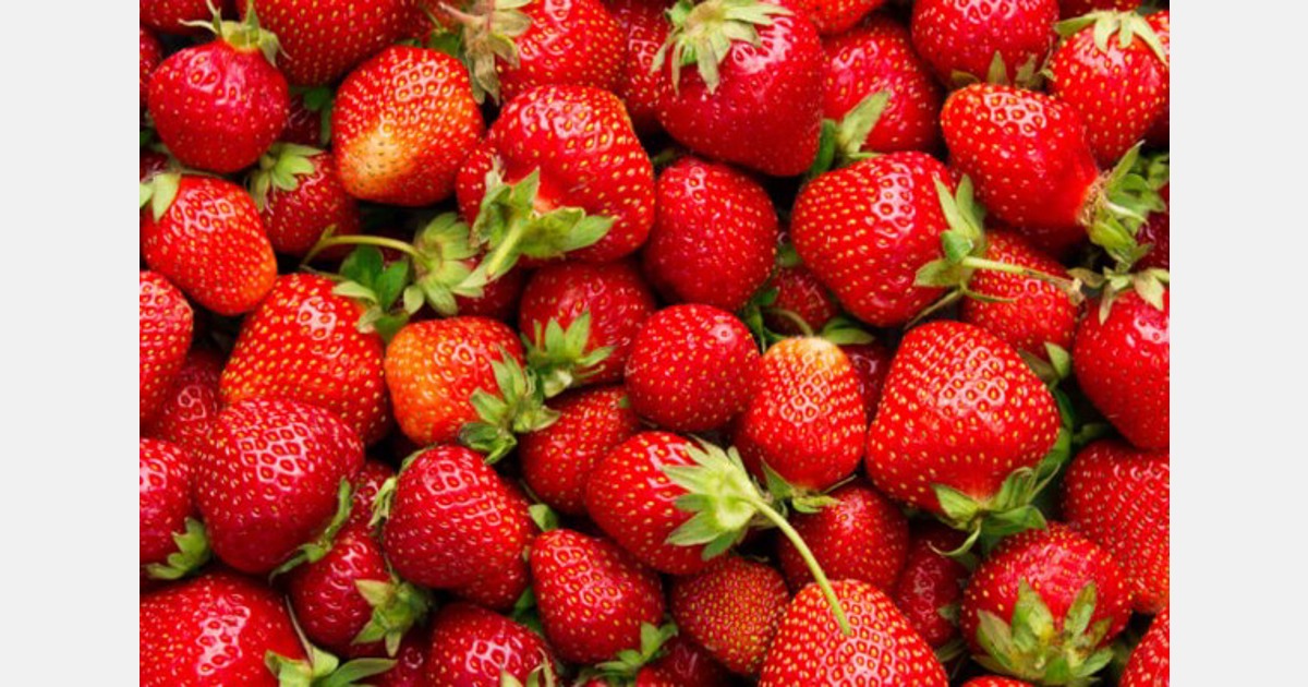 Egypt exported 45,000 tons of strawberries from September 2023 to February 2024