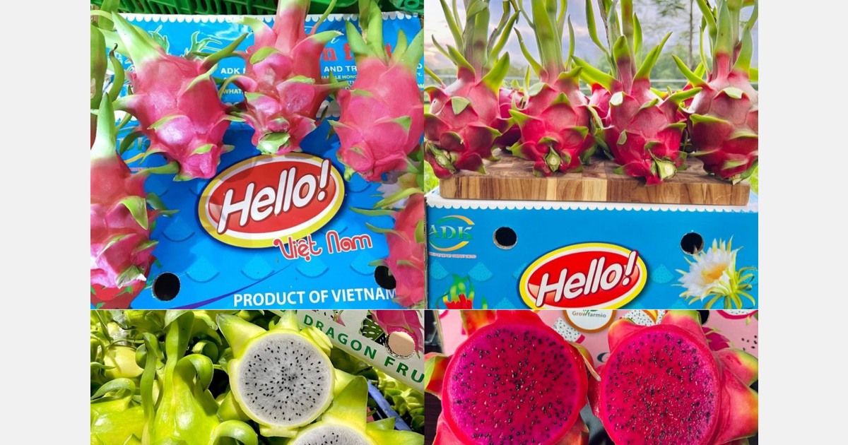 Utilizing technology and light to enhance dragon fruit growth boosts efficiency, productivity, and quality