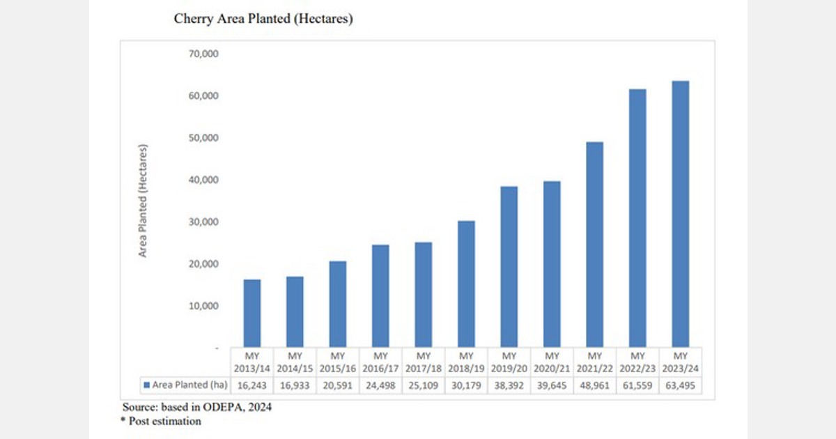 La producción de cerezas de Chile alcanzará las 500.000 toneladas en el año 2024/25
