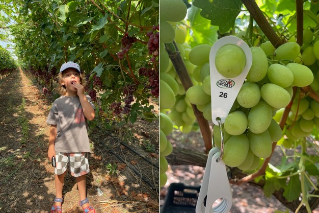 FreshPlaza: Weather conditions resulted in early harvest of Greek grapes