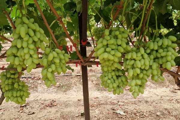 FreshPlaza: Good prospects for Greek Pristine grapes despite climate challenges