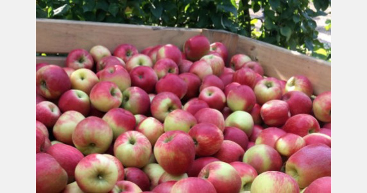 Demand for SugarBee-brand cider previews strong apple season ahead - Fruit  Growers News