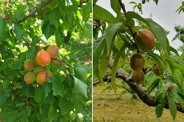“Continuous rain complicates the harvest of Greek organic stone fruit”