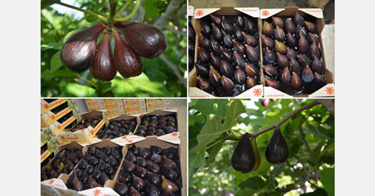Braziflora Farms - Scarlet eggplant, Jilo Final da colheita #jilo  #VidaDeMineiraNosStates