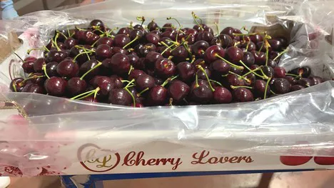 Carneval cherry challenge - Good Fruit Grower
