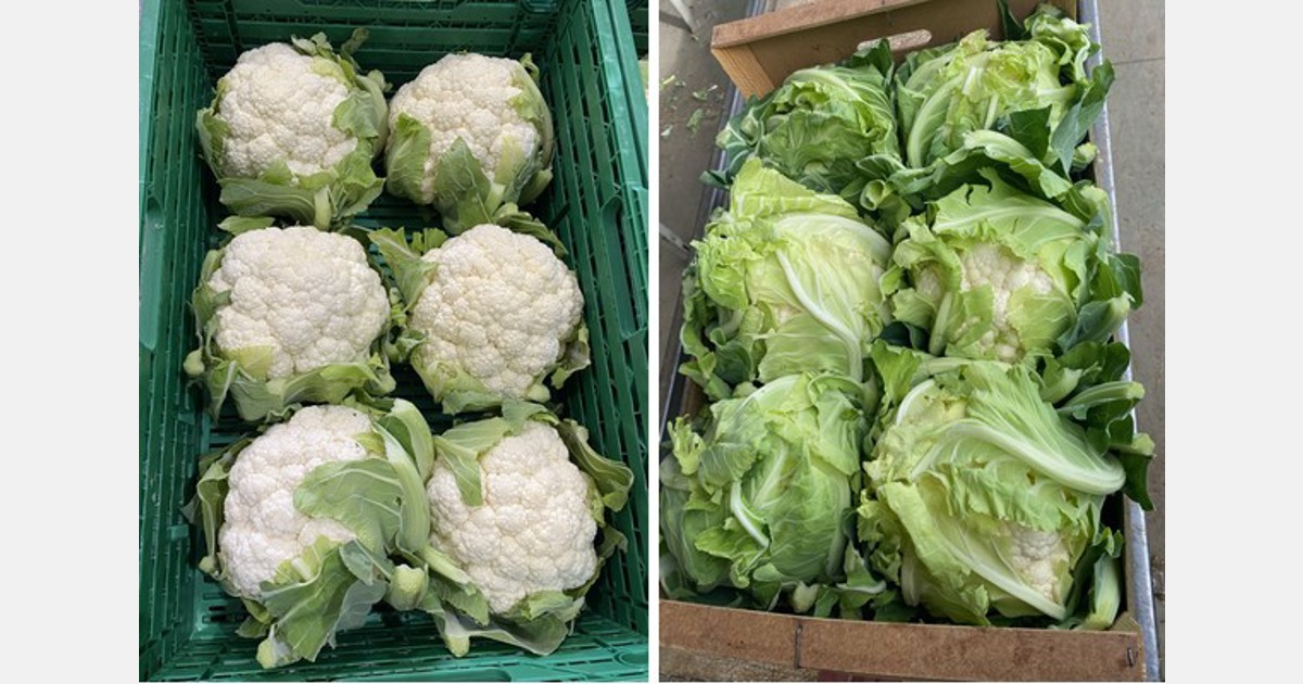 "Cauliflower shortage has allowed its price to remain at an average of