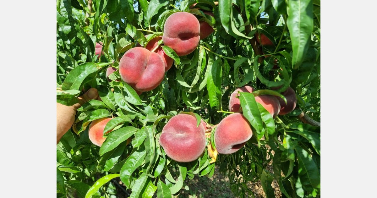 There’s a very large supply of donut peaches from Turkey and Azerbaijan in Eastern Europe