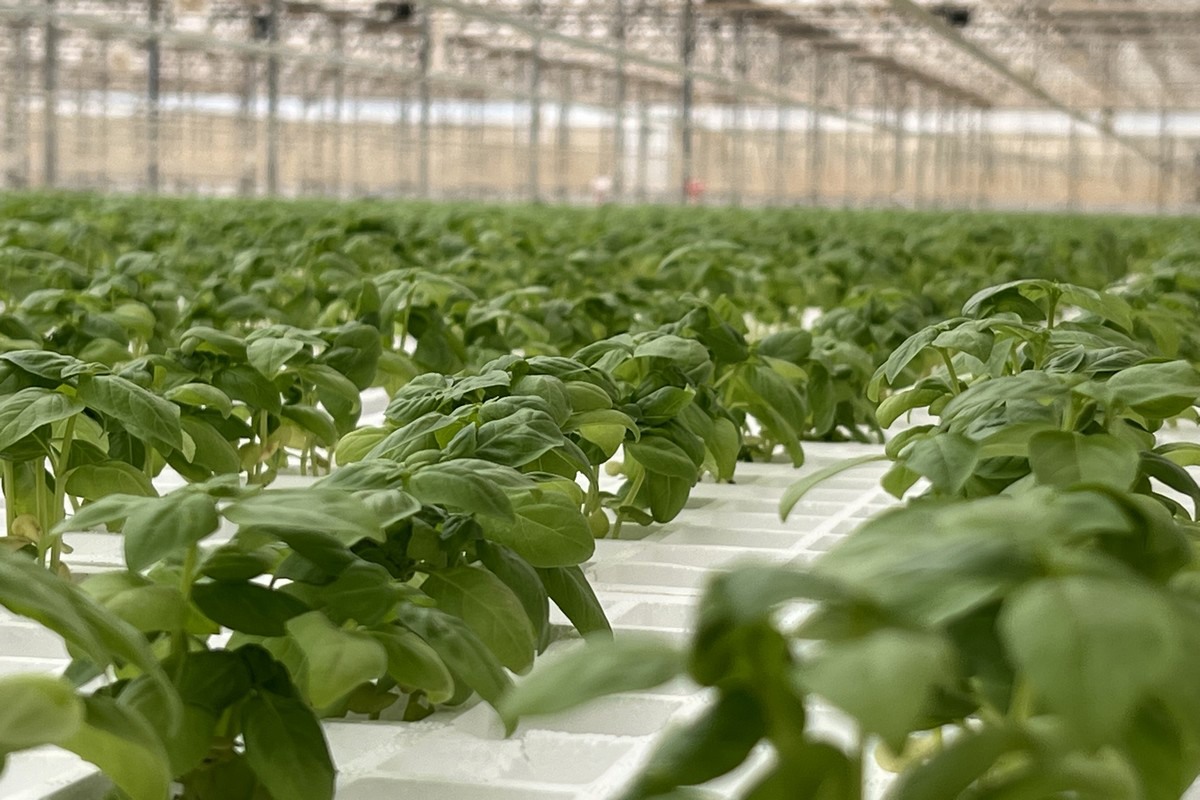 Spain s leader in hydroponic basil production announces