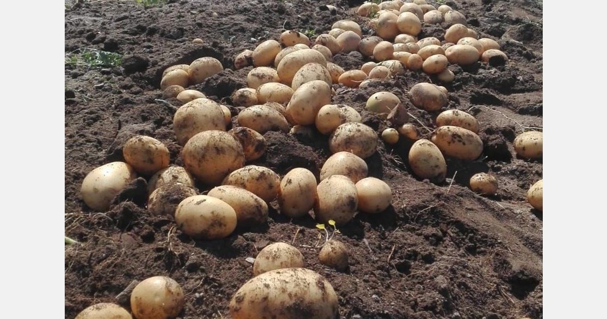 After this year’s experience, we are confident that the EU will once again accept seed potatoes from Scotland