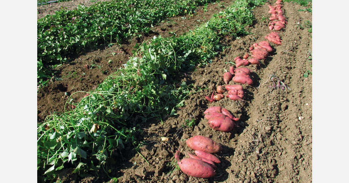 The European market potential for yams