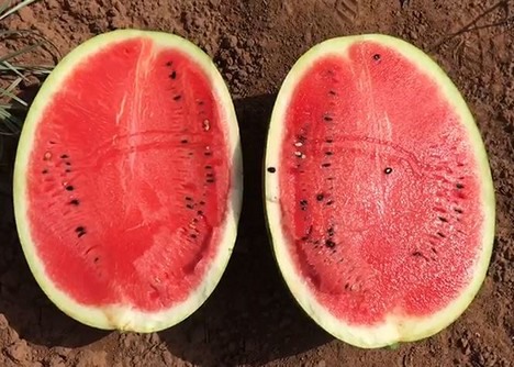 Reya the watermelon for early transplants in Italy