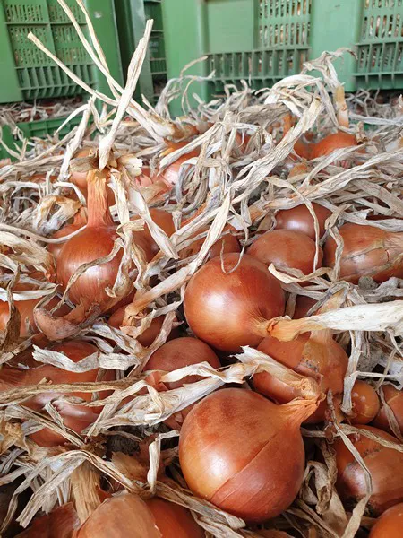 PlantTape showing good results for fresh market and storage onions