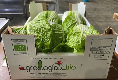 Organic celery and Chinese cabbage in high demand