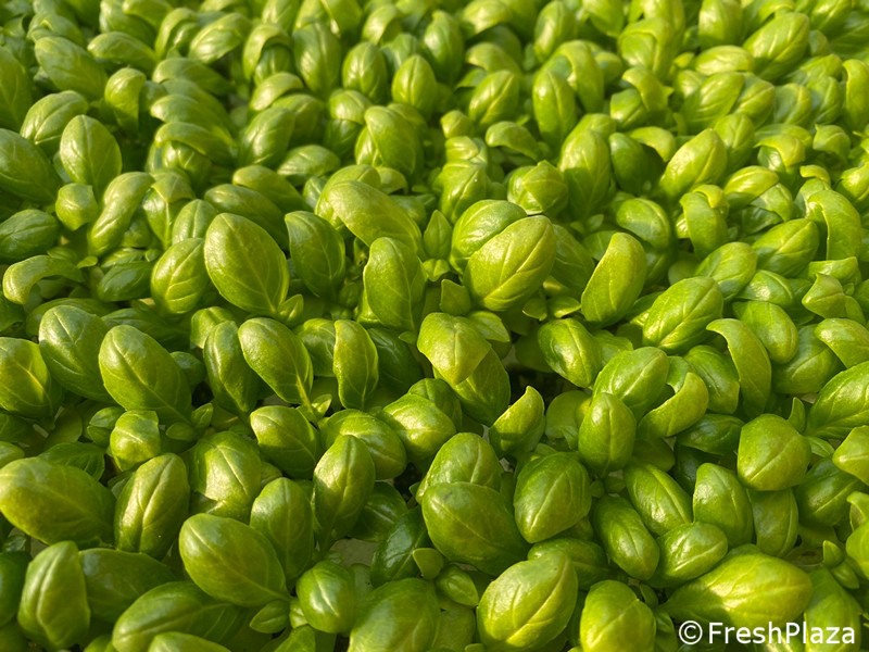 Kenya is currently the leading supplier of basil to Europe