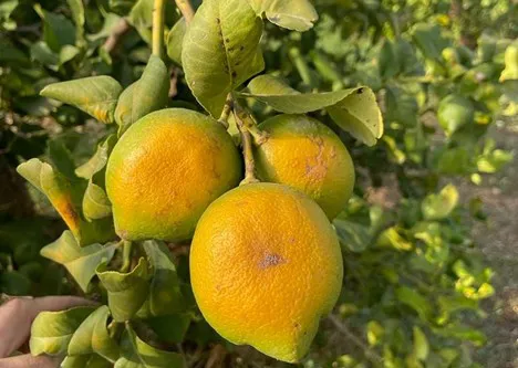 Sicilian Lemons Information and Facts