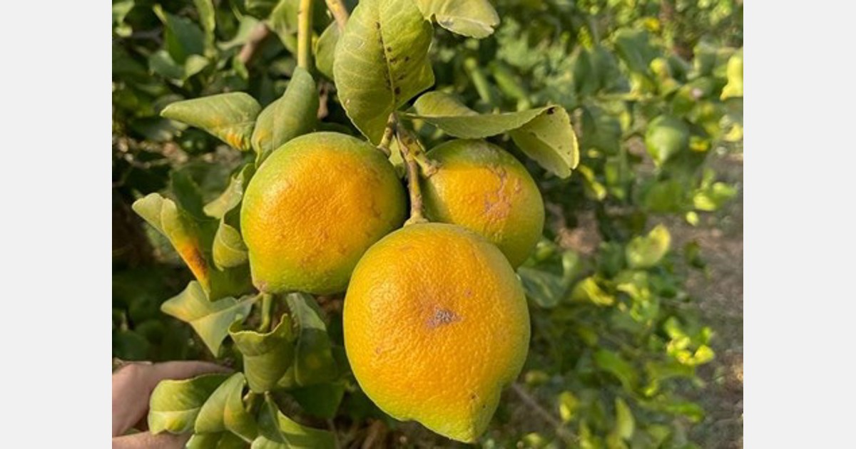 The Sicilian Lemon - Times of Sicily