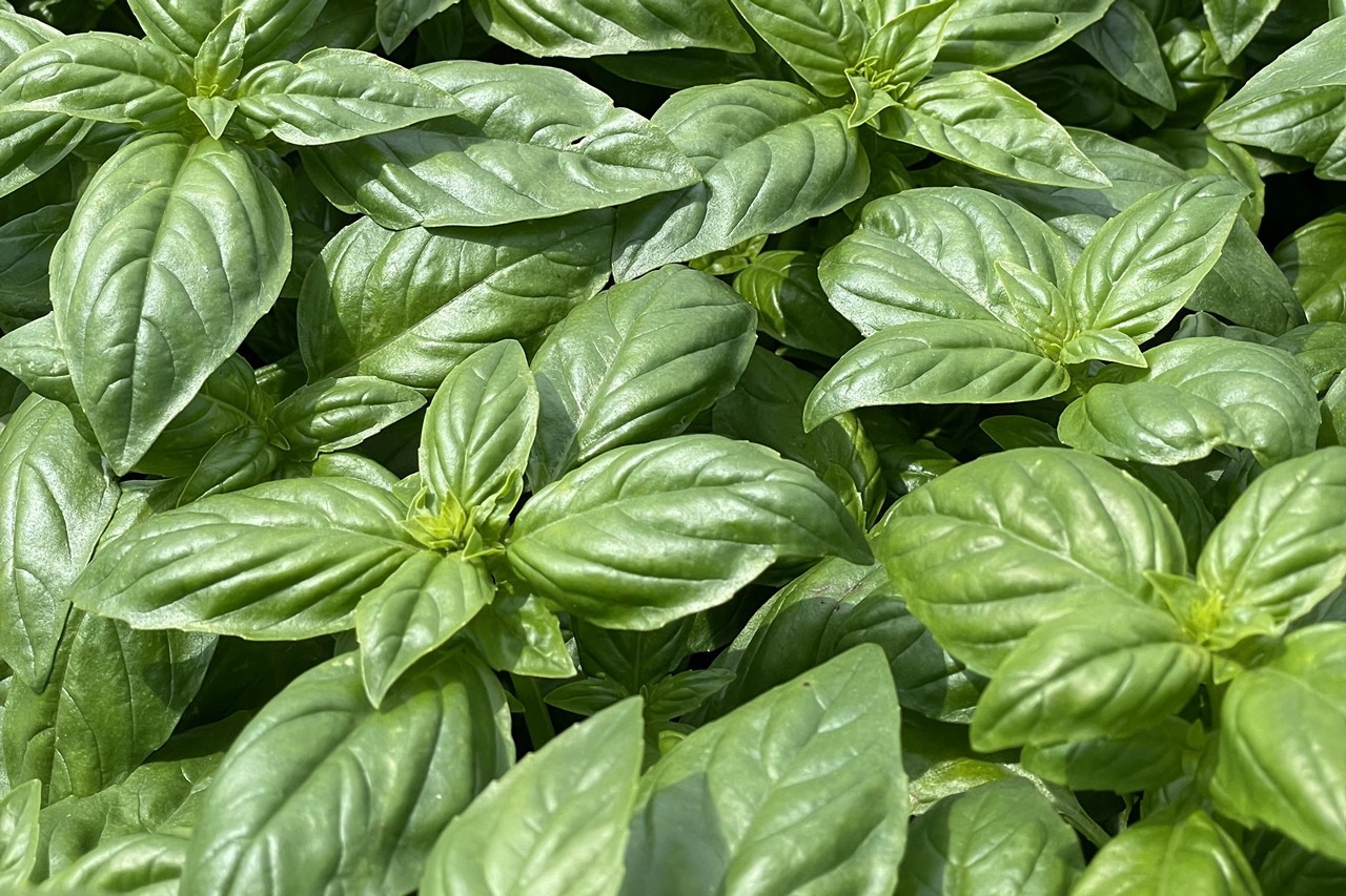 How irrigation ozone treatment can protect basil