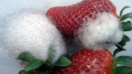 Strawberries with mold. Strawberry diseases and storage. Red ripe
